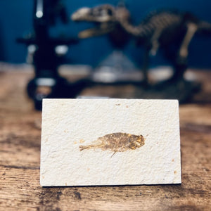 Real Knightia Fossil Fish | Display Piece