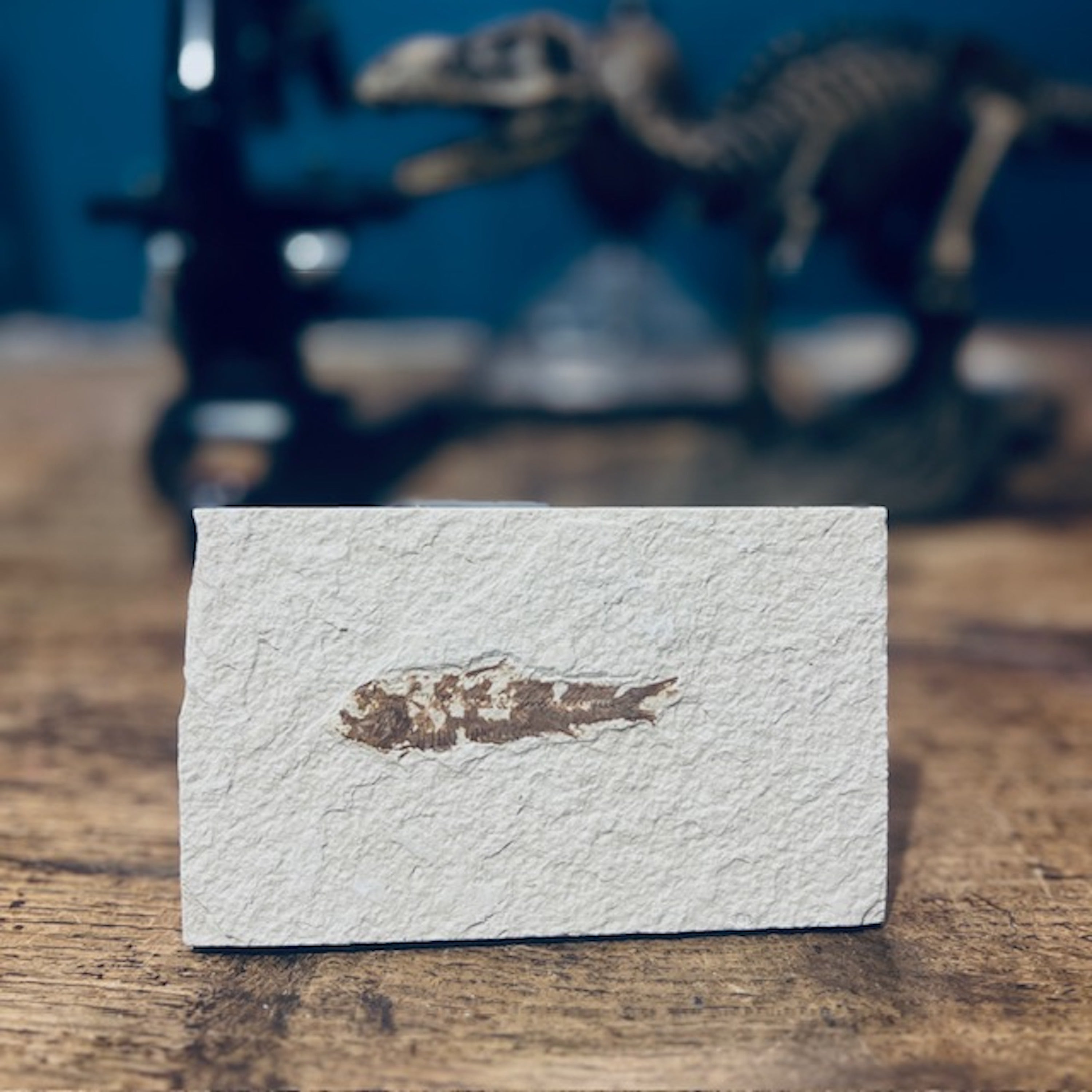 Real Knightia Fossil Fish | Display Piece