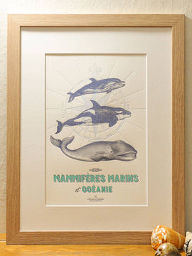Art Print Marine Mammals from Oceania by L'Atelier Letterpress