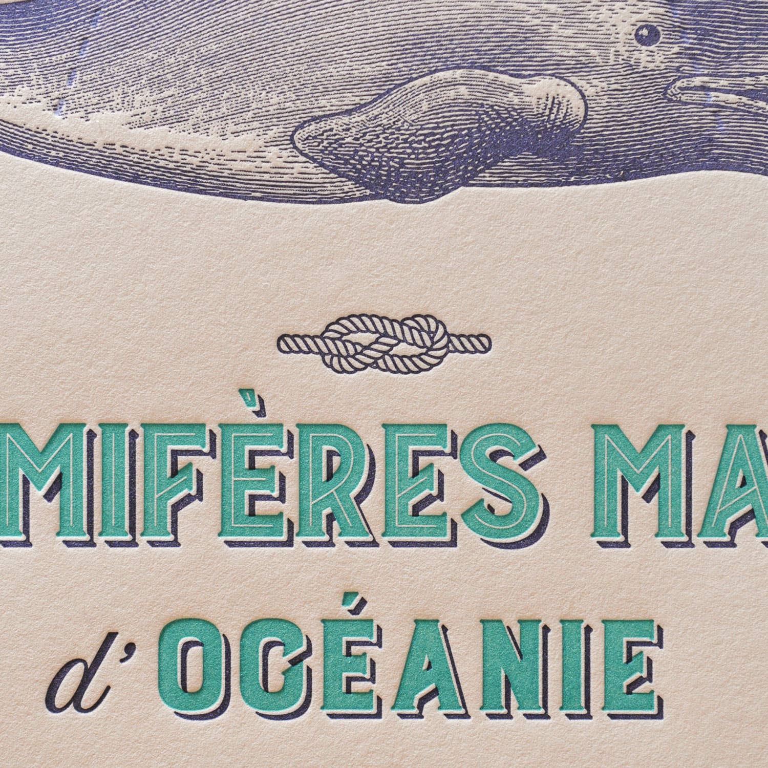 Art Print Marine Mammals from Oceania by L'Atelier Letterpress - Harold&Charles