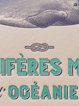 Art Print Marine Mammals from Oceania by L'Atelier Letterpress