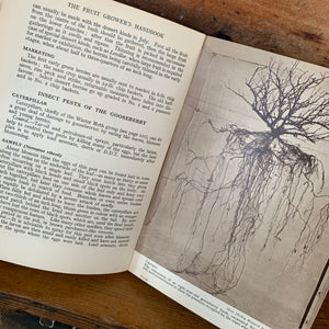 Vintage The Fruit Grower's Handbook by N.B. Bagenal