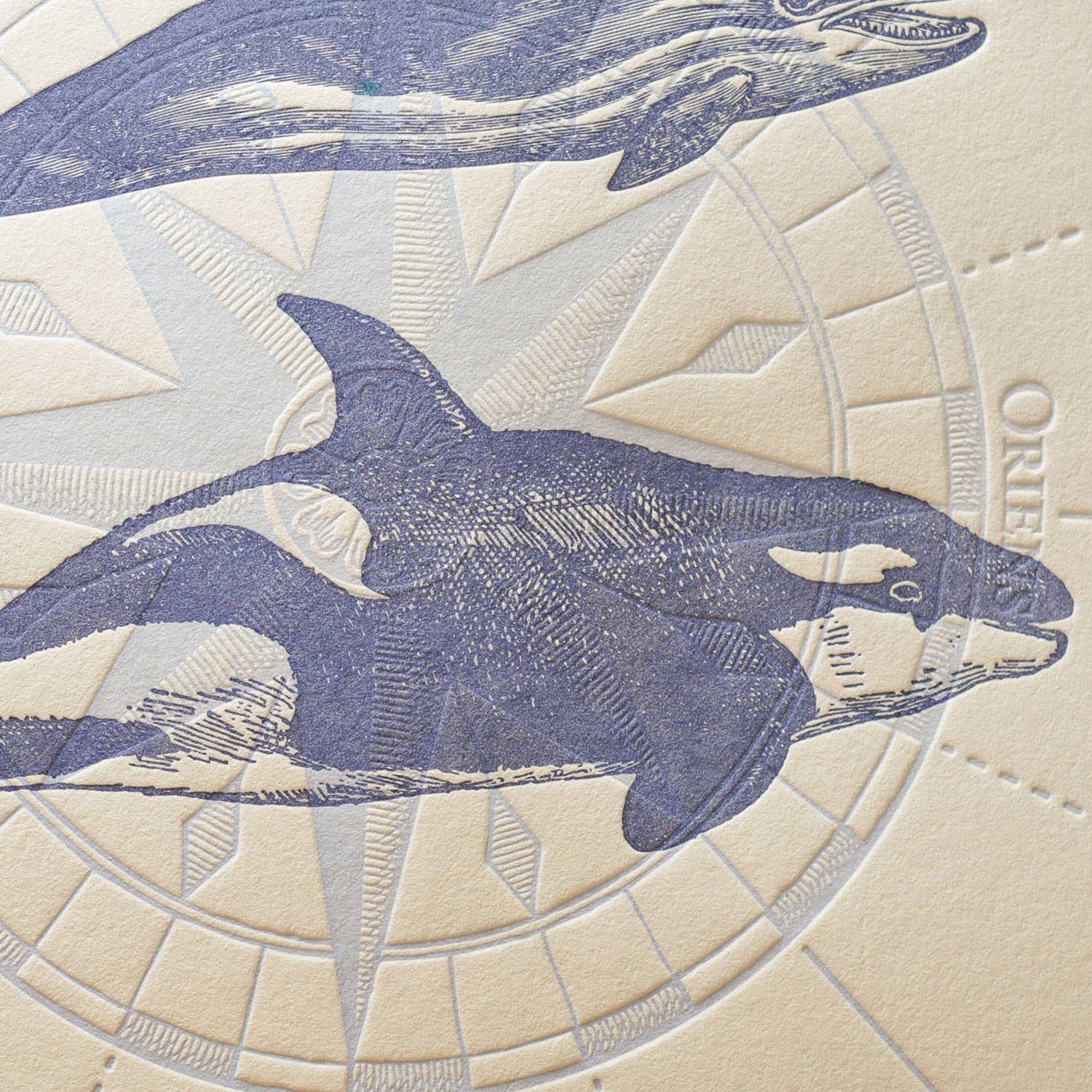 Art Print Marine Mammals from Oceania by L'Atelier Letterpress - Harold&Charles